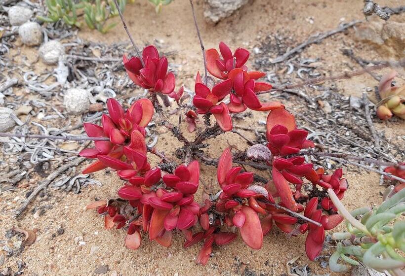 Пансион Rooiberg Safaris