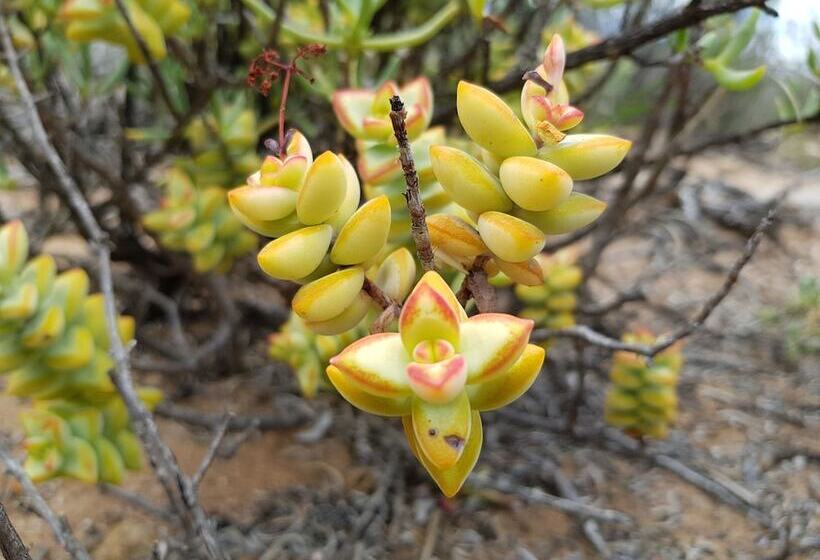 膳宿费 Rooiberg Safaris