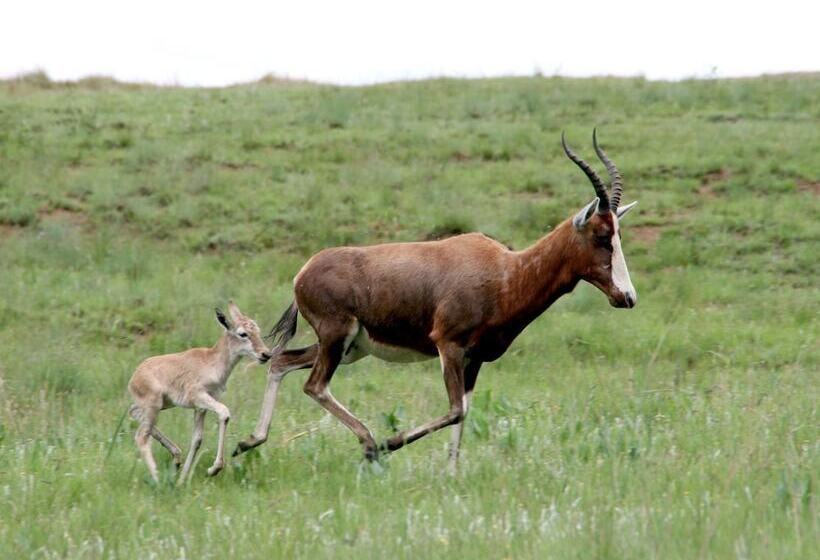 בית מלון כפרי Sani Valley Nature Lodges