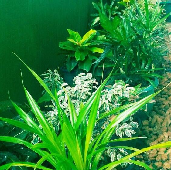 Пансион Cloud Inn Kandy Homestay