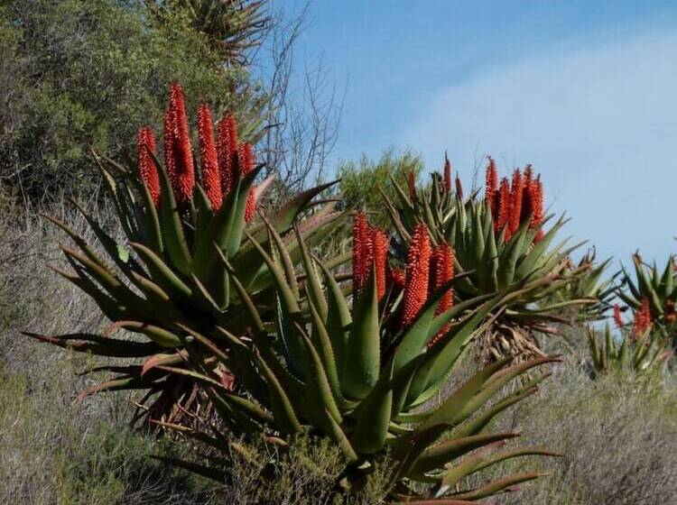 פנסיון Matjiesvlei Retreat 1945