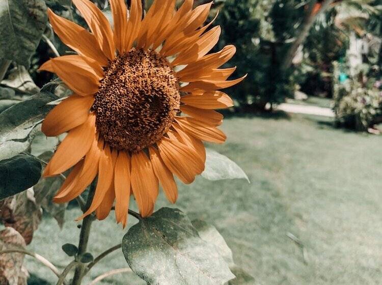 ペンション Uluwatu Breeze Village