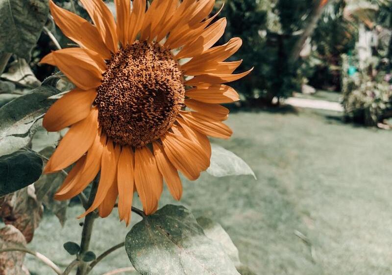 ペンション Uluwatu Breeze Village