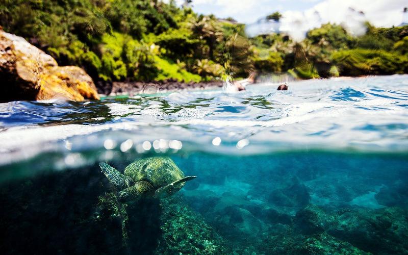 Banyan Harbor Resort