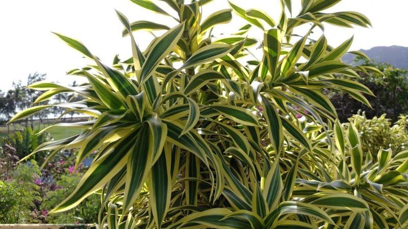 Banyan Harbor Resort