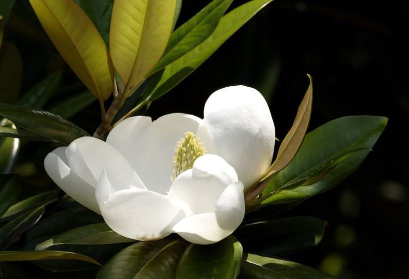 فندق Millhouse Inn