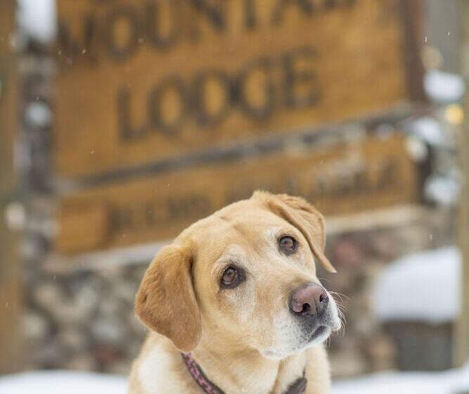 فندق Aspen Mountain Lodge