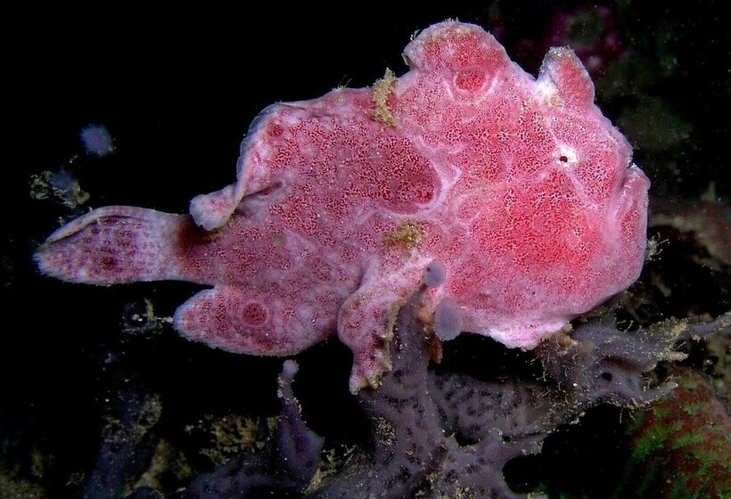 هاستل Dragon Dive Komodo Dive Resort