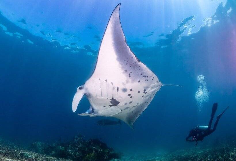 旅馆 Dragon Dive Komodo Dive Resort