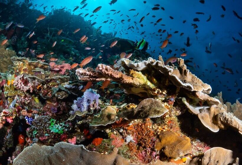 هاستل Dragon Dive Komodo Dive Resort