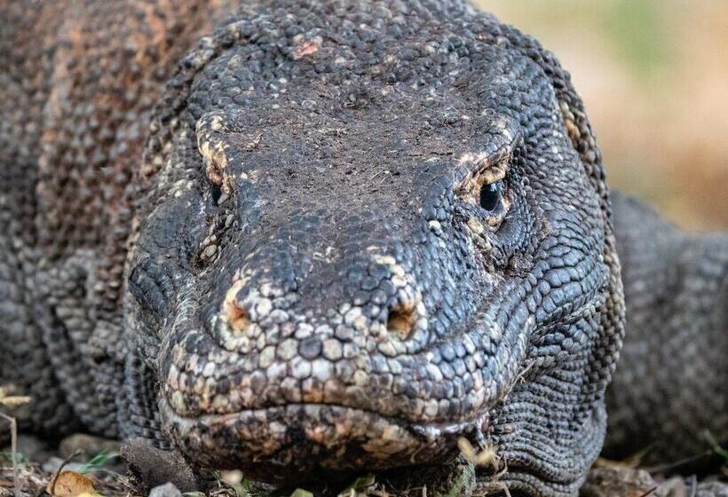 旅馆 Dragon Dive Komodo Dive Resort