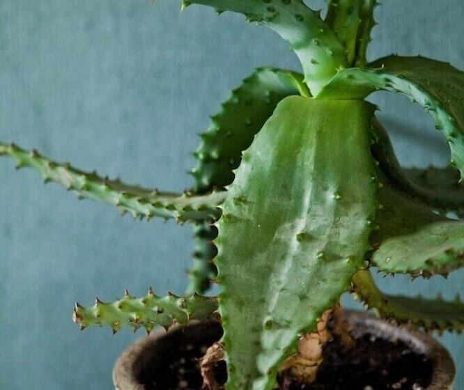 住宿加早餐 Ambers & Grace Guest Farm