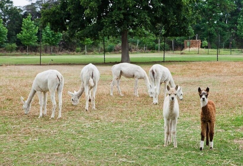 住宿加早餐 Ambers & Grace Guest Farm