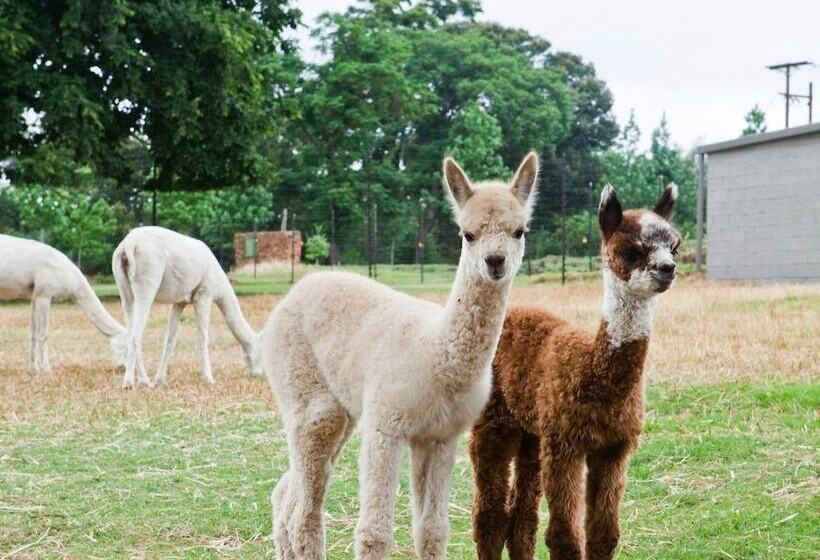 住宿加早餐 Ambers & Grace Guest Farm