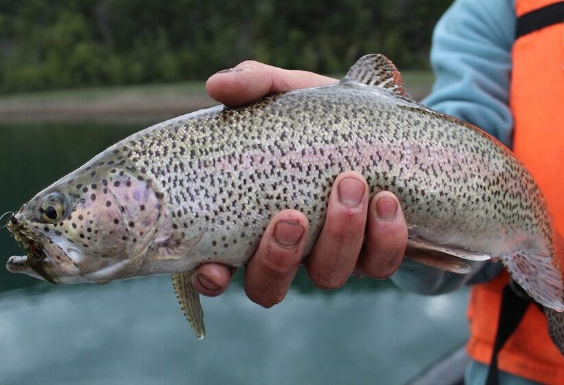 ホテル Alma Patagonia Lodge