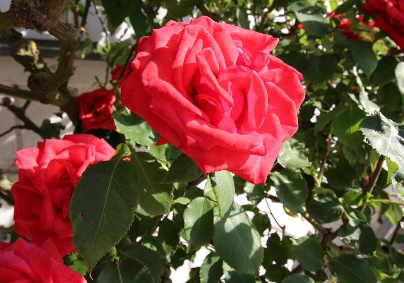 Parkhotel Putbus Superior International