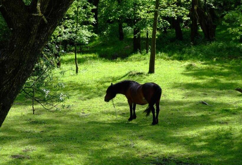 펜션 Tradicije Cigoc