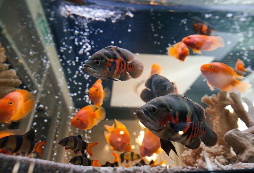 منتجع Tsarstvo Korolevstvo