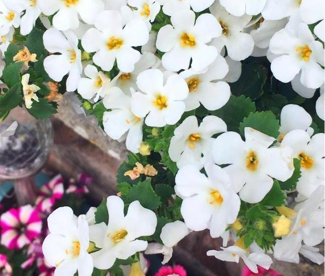 Tara View Apartments