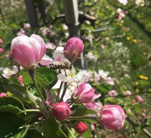 בית מלון כפרי Antica Torre