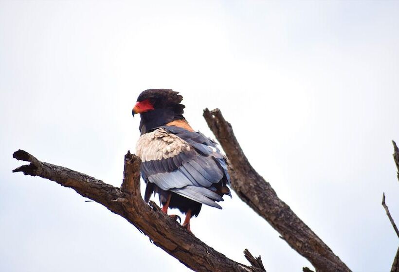 בית מלון כפרי Nyati Safari Lodge