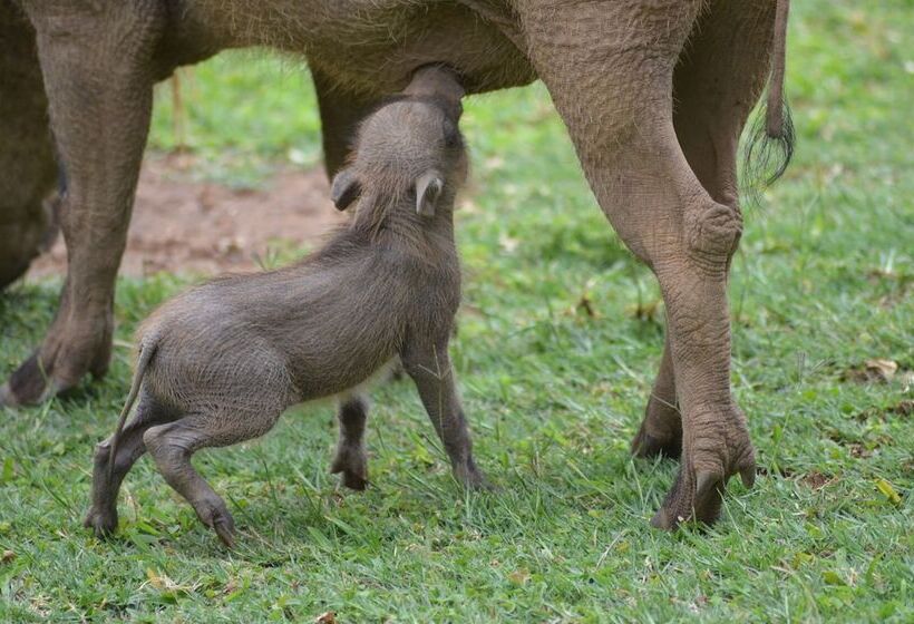 בית מלון כפרי Nyati Safari Lodge