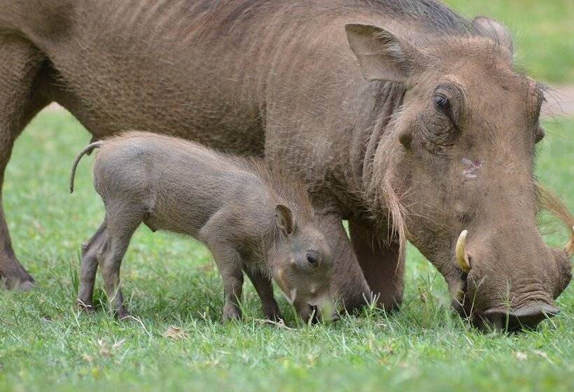 בית מלון כפרי Nyati Safari Lodge