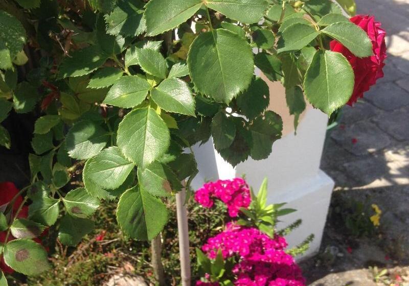 Пансион Gästehaus Tante Tienchen 7 Minuten Zu Fuss Zum Europa Park , Plus Kostenloses Parkplatzticket Rulant