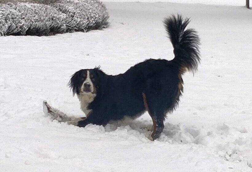 Bed and Breakfast La Petite Bruyere De Renaix