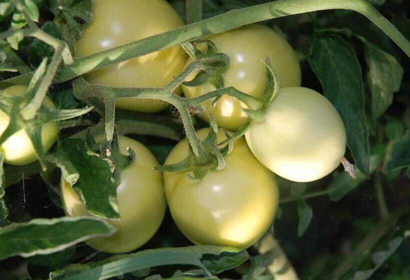 בית מלון כפרי Agriturismo Il Castagnolino