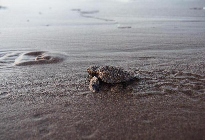 簡易ホテル El Belga Loco