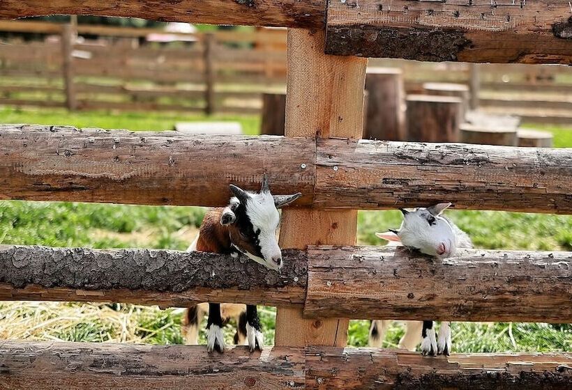 Hallstatt Dachstein Inn