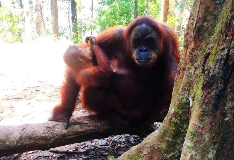 پانسیون Bugis Inn