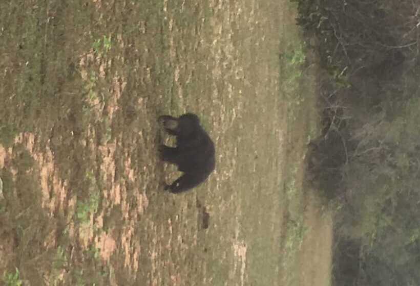 Пансион Ceylon Wilpattu Safaris & Lodging