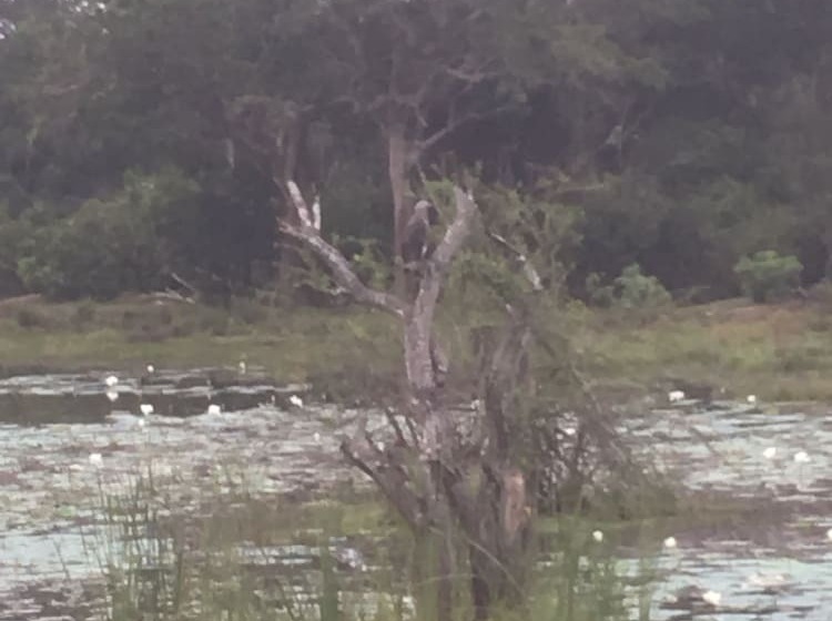 Пансион Ceylon Wilpattu Safaris & Lodging