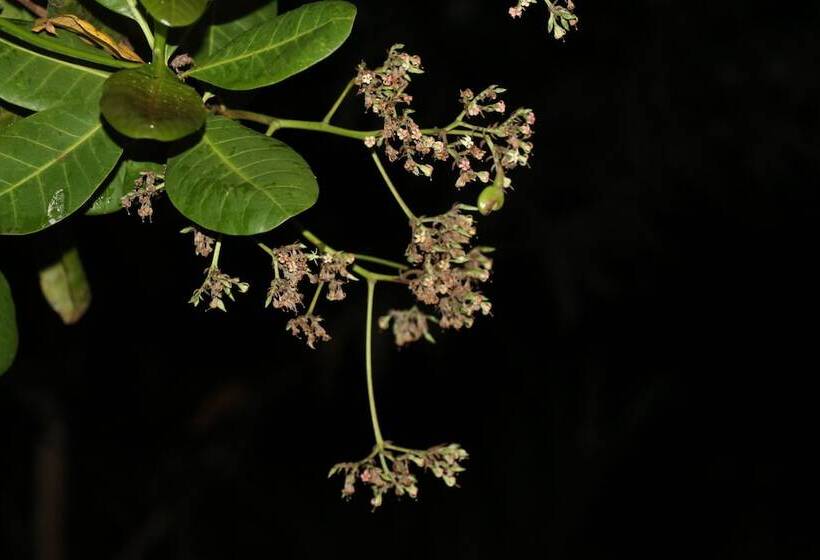 Пансион Ceylon Wilpattu Safaris & Lodging