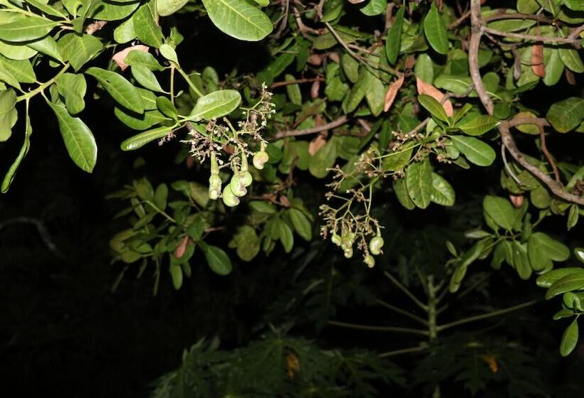 Пансион Ceylon Wilpattu Safaris & Lodging