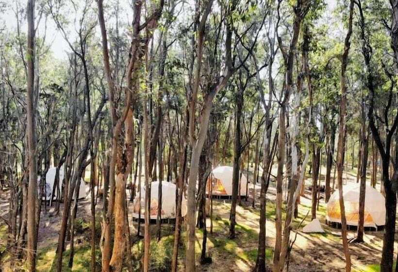 هاستل Big Bang Nature Stays