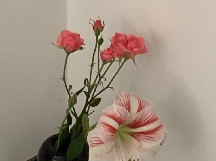 פנסיון Aida Apartments And Rooms