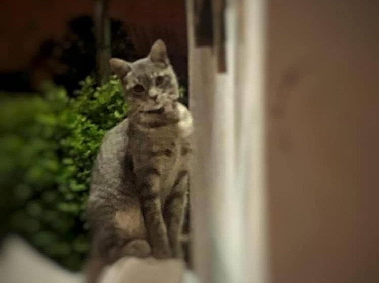 Пансион Hostel Las Palmas