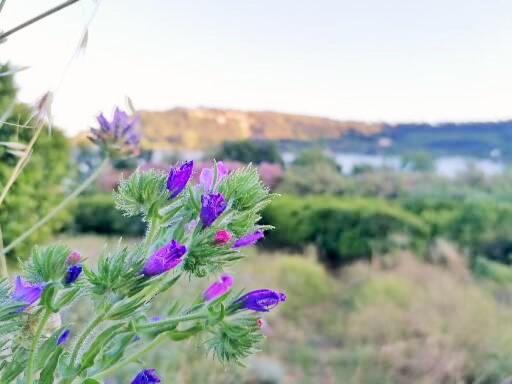 ホテル Masseria Sardo