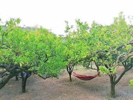 ホテル Masseria Sardo