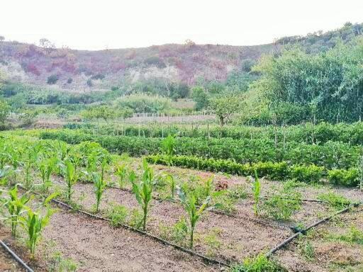 ホテル Masseria Sardo