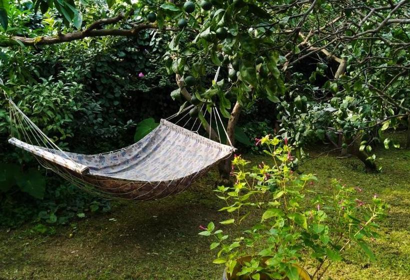 پانسیون Guesthouse Green Oasis