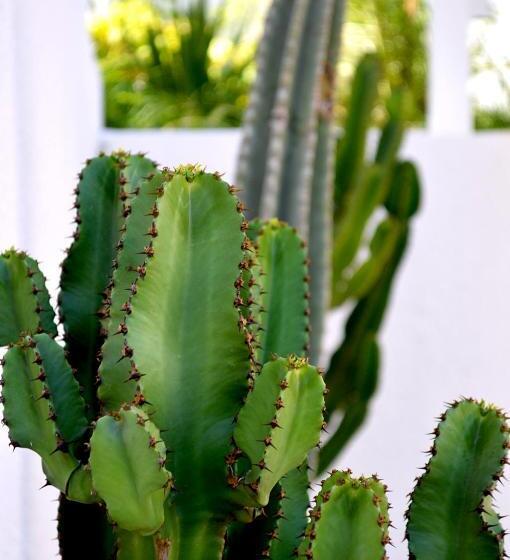 پانسیون Villa Edo