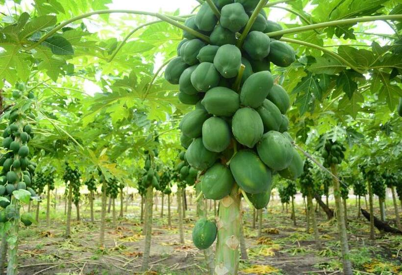 Пансион Alesara Guest House