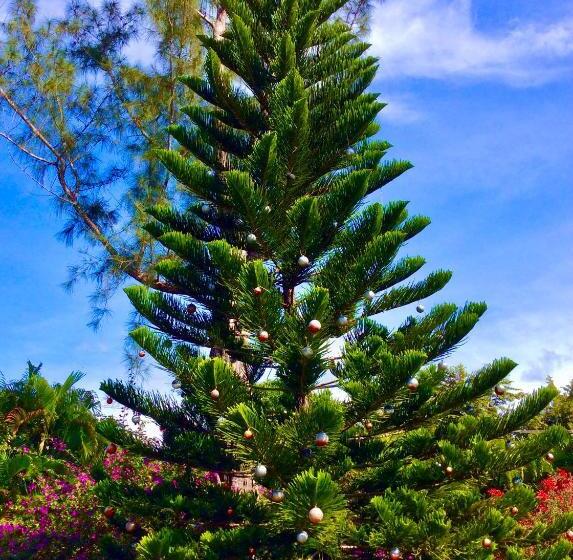 فندق صغير Cafegourmetptacorona