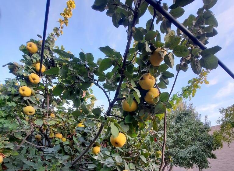 ペンション Guest House Khiva Boyjon Ota