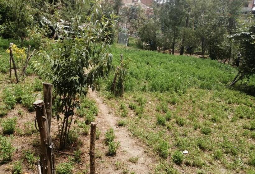 تختخواب و صبحانه Shumak Alpamayo Hostal Huaraz