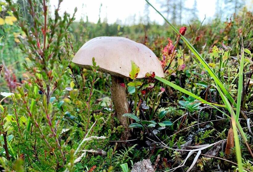 Kide Hotel By Iso Syöte